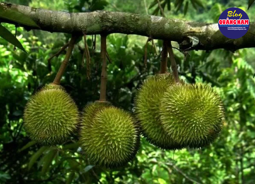 Những gốc sầu riêng, mỗi mùa là lại tỏa hương thơm nức